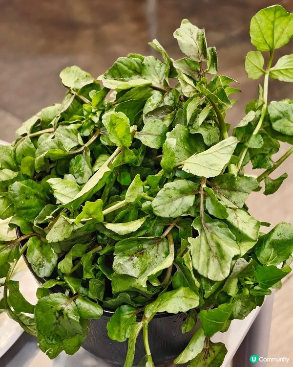 地道🇭🇰鮮料🍲火鍋