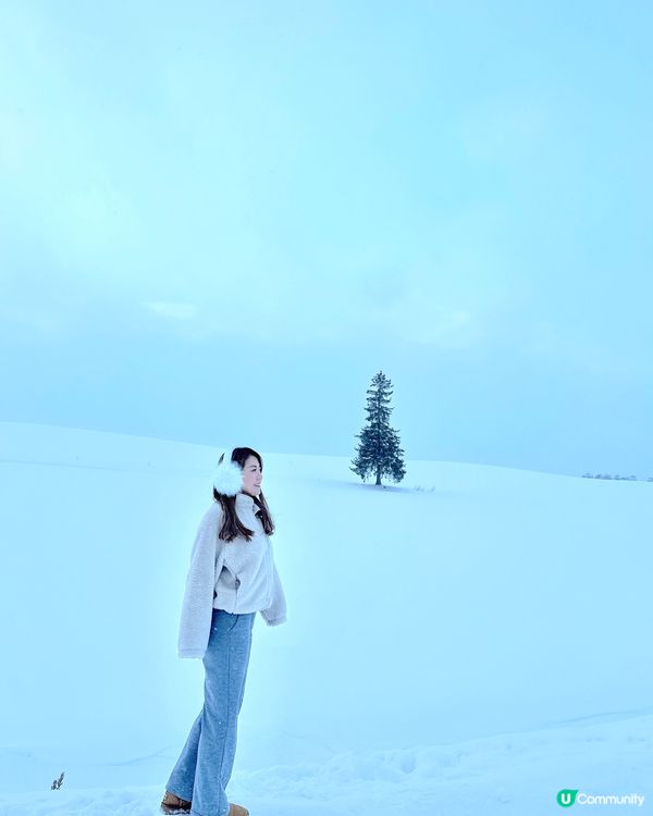 北海道美瑛聖誕樹🌲