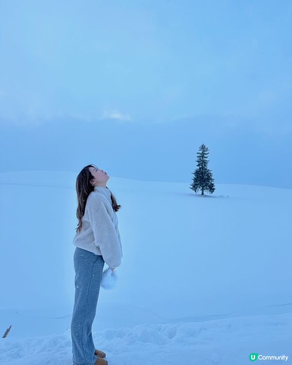北海道美瑛聖誕樹🌲