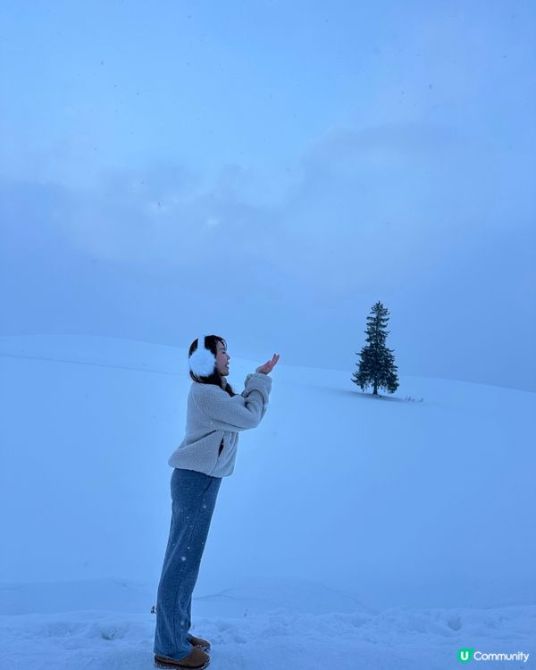 北海道美瑛聖誕樹🌲