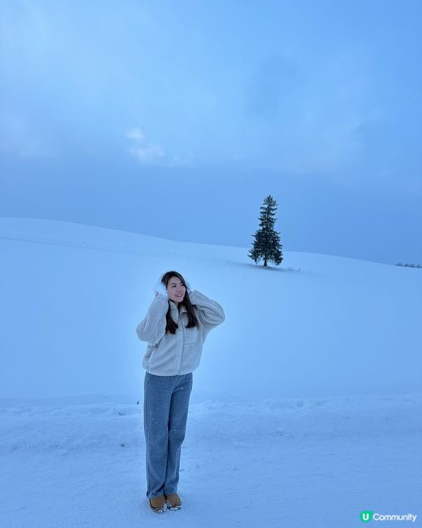 北海道美瑛聖誕樹🌲