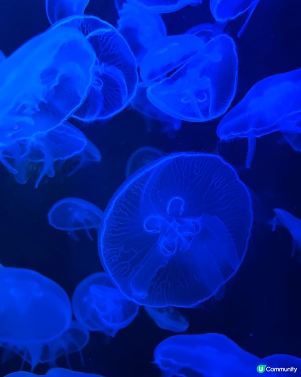 🧒🏻小朋友好去處🎠🎡