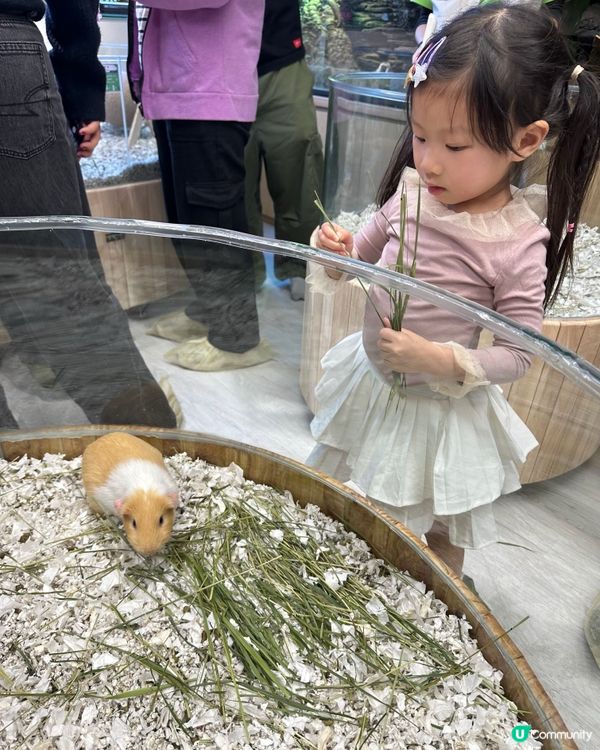 想近距離接觸小動物，一於嚟小小寵物園體驗！ 🐰🐹