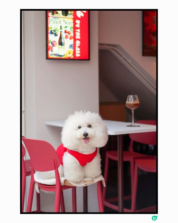 上環私藏咖啡蒲點 紅色新裝+凍檸賓☕️🐶 