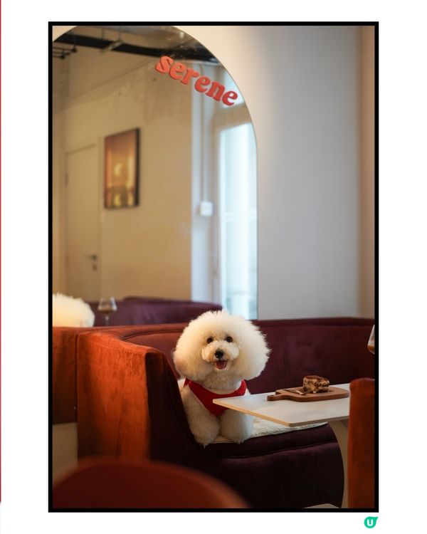 上環私藏咖啡蒲點 紅色新裝+凍檸賓☕️🐶 