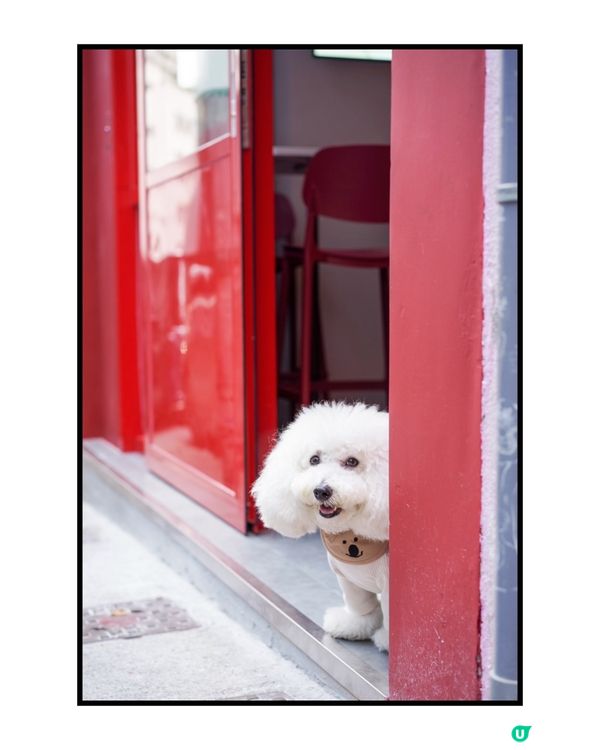 上環私藏咖啡蒲點 紅色新裝+凍檸賓☕️🐶 