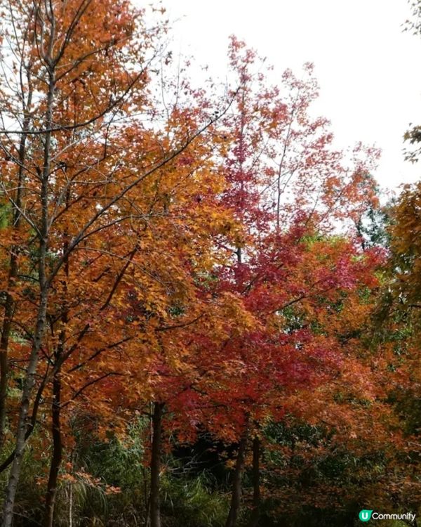 大棠紅葉🍁！拍拖郊遊吸氧氣！🥰 靚爆！