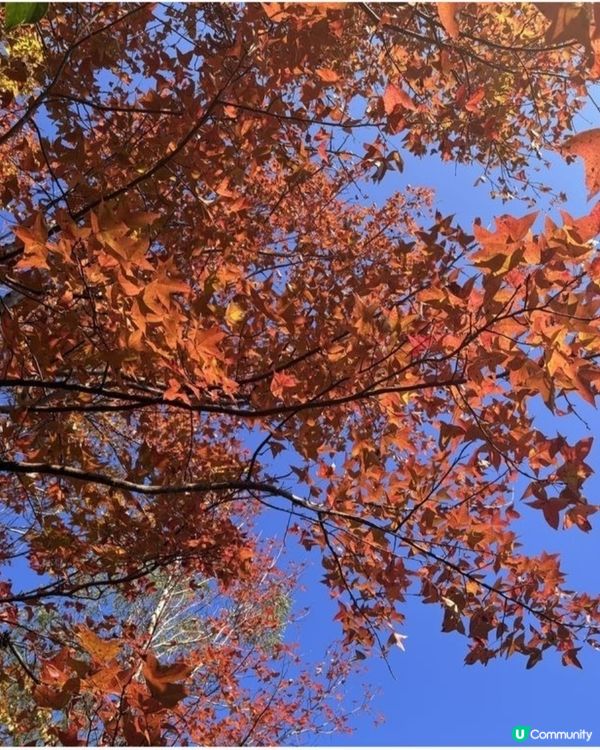 大棠紅葉🍁！拍拖郊遊吸氧氣！🥰 靚爆！