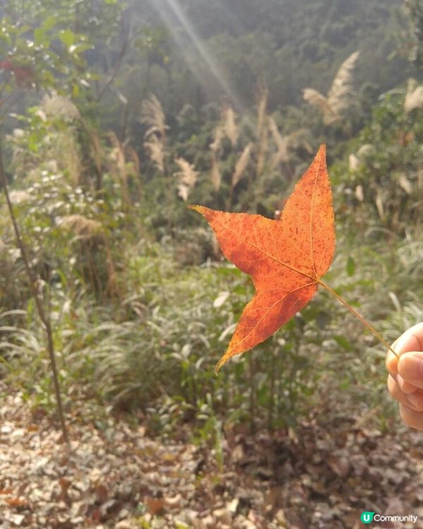 大棠紅葉🍁！拍拖郊遊吸氧氣！🥰 靚爆！