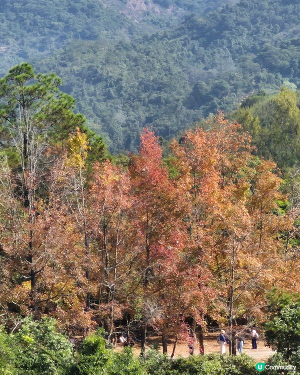 元朗大棠紅葉好時間