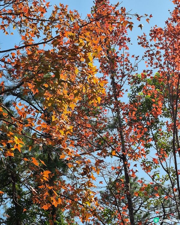 元朗大棠紅葉好時間