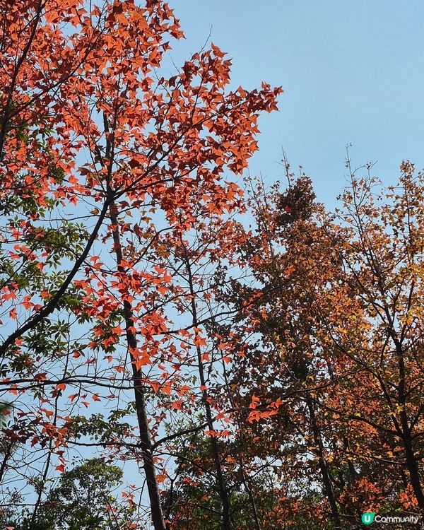 元朗大棠紅葉好時間