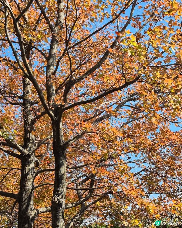 元朗大棠紅葉好時間