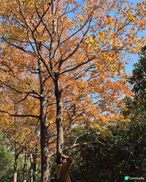 元朗大棠紅葉好時間