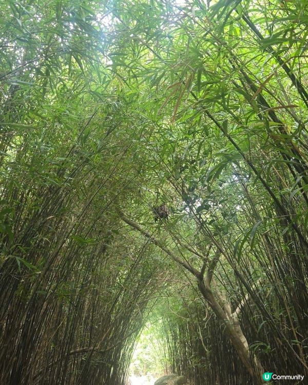 🎈 親子/新手友善的行山路線推薦 - 元朗河背水塘💯