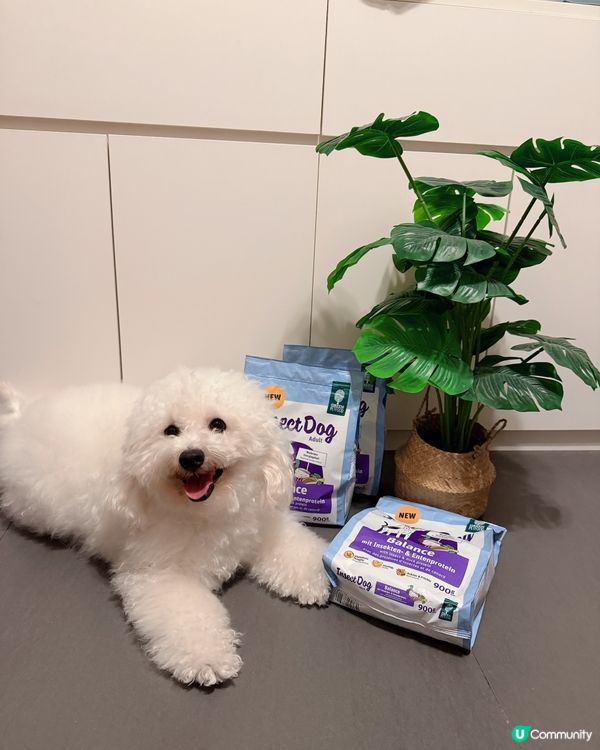 百厭仔又出事？🥺 試新嘢搞掂狗狗皮膚敏感