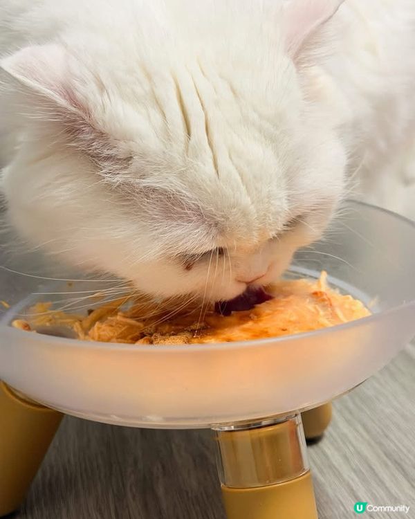 關注主子健康既你記得要入手💕