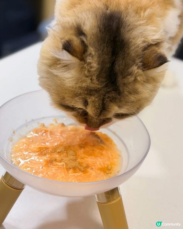 關注主子健康既你記得要入手💕