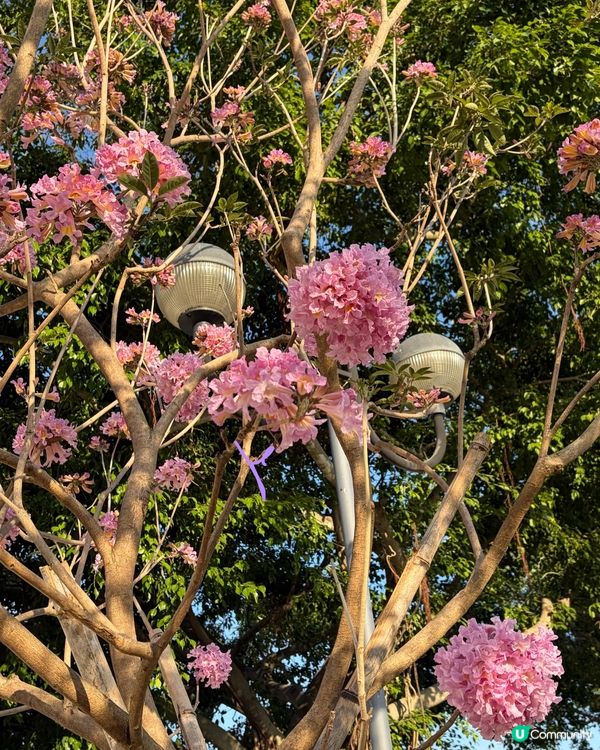 【冬季賞花】悄悄盛開的粉紅風鈴木