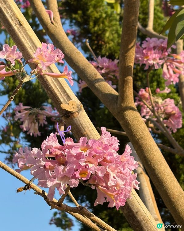 【冬季賞花】悄悄盛開的粉紅風鈴木