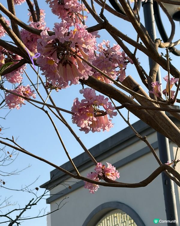 【冬季賞花】悄悄盛開的粉紅風鈴木