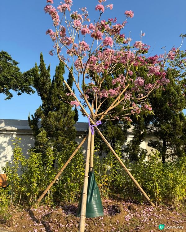 【冬季賞花】悄悄盛開的粉紅風鈴木