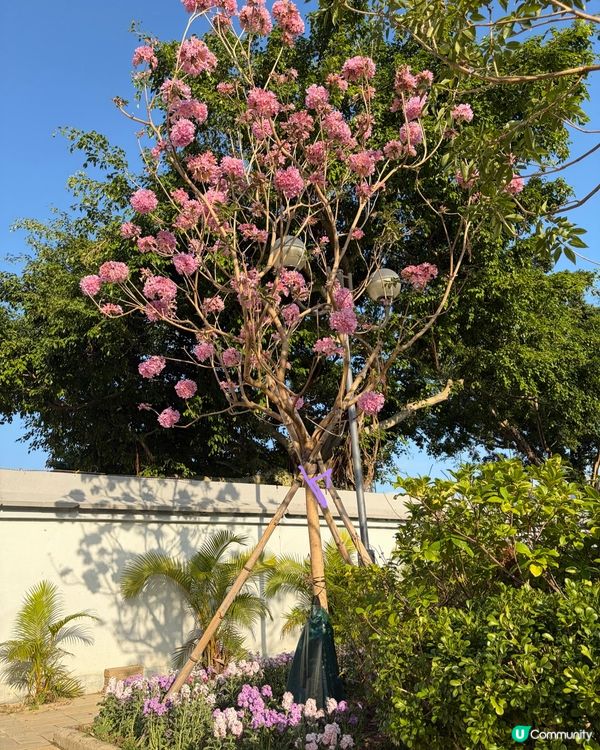 【冬季賞花】悄悄盛開的粉紅風鈴木
