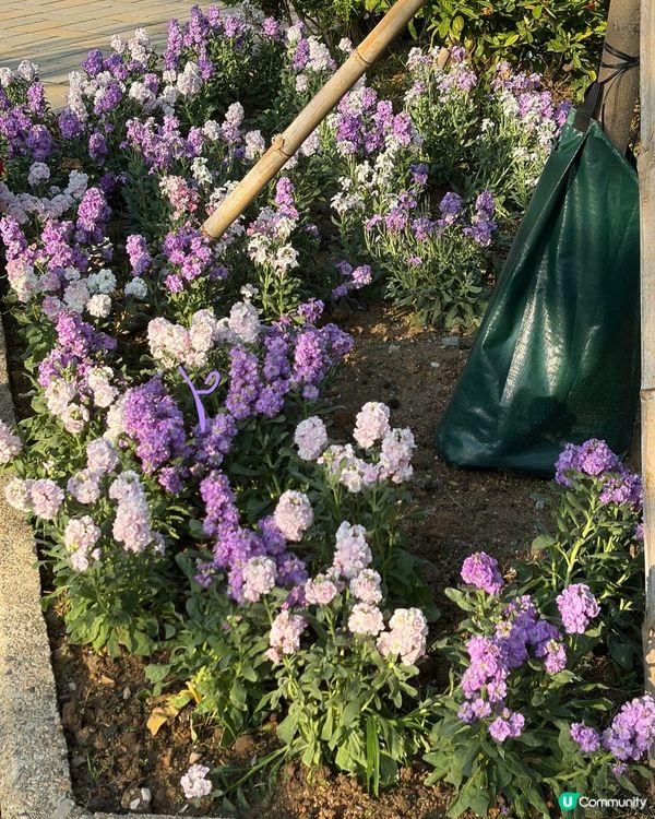 【冬季賞花】悄悄盛開的粉紅風鈴木