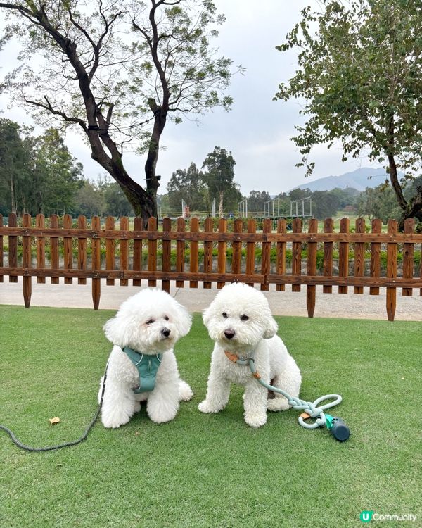 寵物都入得香港粉嶺高爾夫球會會所？😎