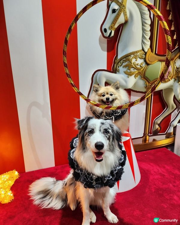 【活】北角匯海景晚餐！毛孩都Like 🥰