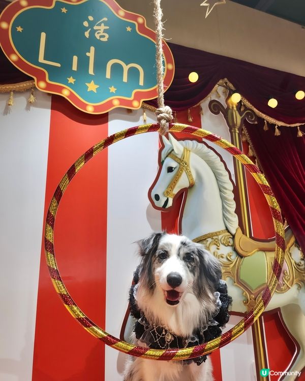 【活】北角匯海景晚餐！毛孩都Like 🥰