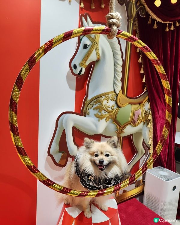 【活】北角匯海景晚餐！毛孩都Like 🥰