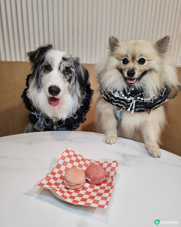 【活】北角匯海景晚餐！毛孩都Like 🥰