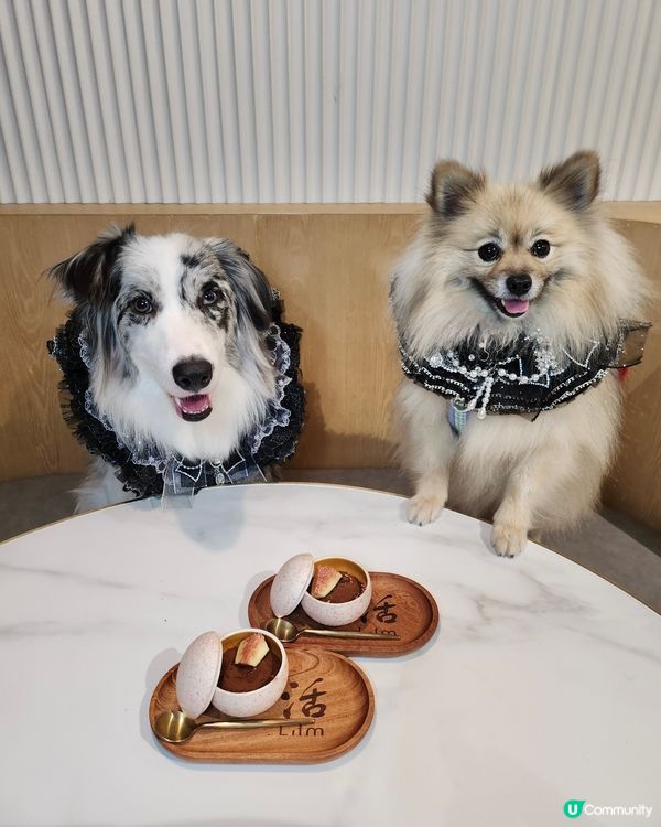 【活】北角匯海景晚餐！毛孩都Like 🥰