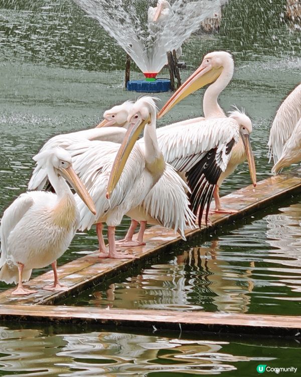 廣州4日3親子旅行,適合小朋友大人一齊玩,有動物園有動畫又有...