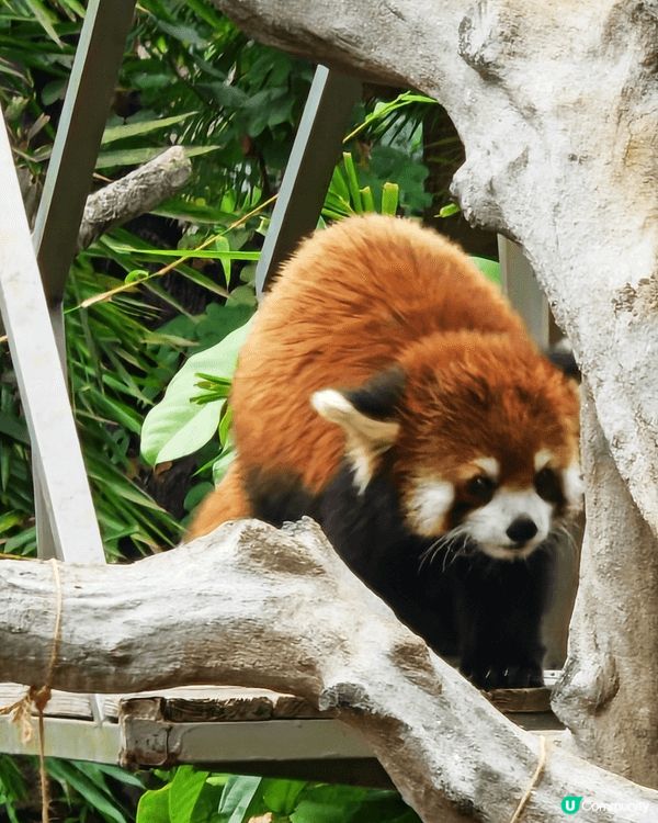 廣州4日3親子旅行,適合小朋友大人一齊玩,有動物園有動畫又有...