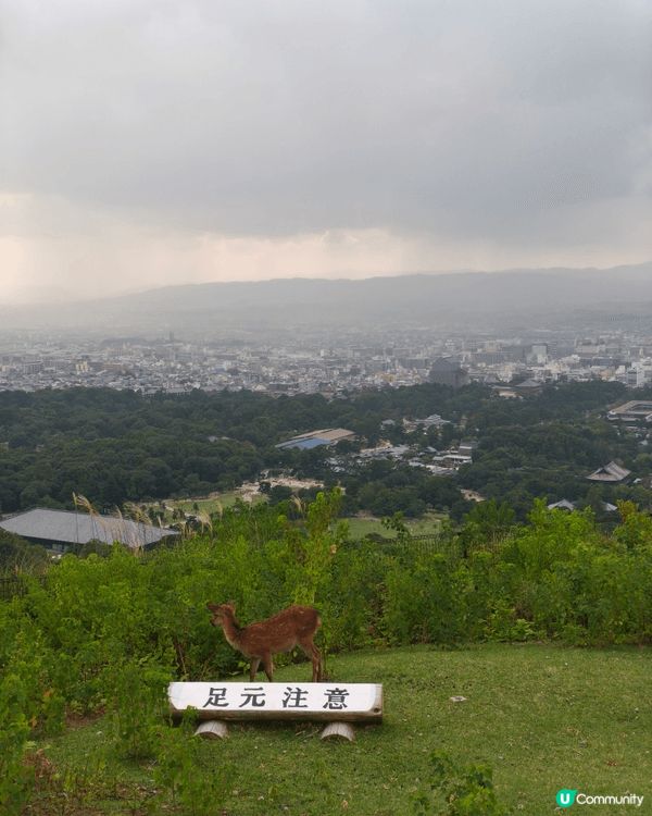 日本奈良鹿好可愛，派餅比佢哋食之前可以同佢互動一吓互相菊躬，...