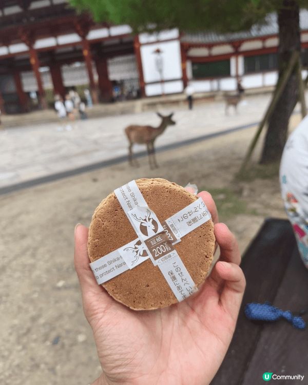 日本奈良鹿好可愛，派餅比佢哋食之前可以同佢互動一吓互相菊躬，...