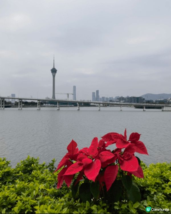 聖誕期間一家大細去咗澳門，美高梅酒店室內花園場景好有聖誕氣氛...