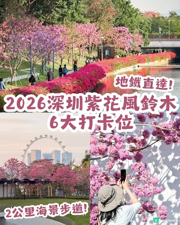 多圖！2026深圳紫花風鈴木6大打卡位🌸地鐵直達、免費入場！