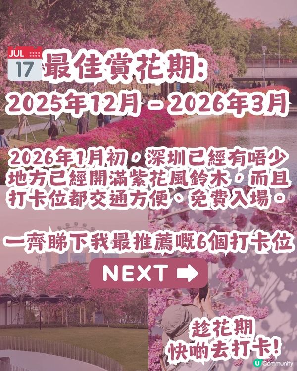 多圖！2026深圳紫花風鈴木6大打卡位🌸地鐵直達、免費入場！