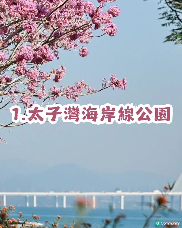 多圖！2026深圳紫花風鈴木6大打卡位🌸地鐵直達、免費入場！
