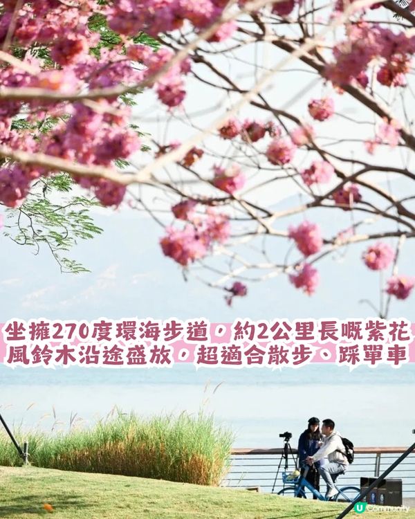多圖！2026深圳紫花風鈴木6大打卡位🌸地鐵直達、免費入場！