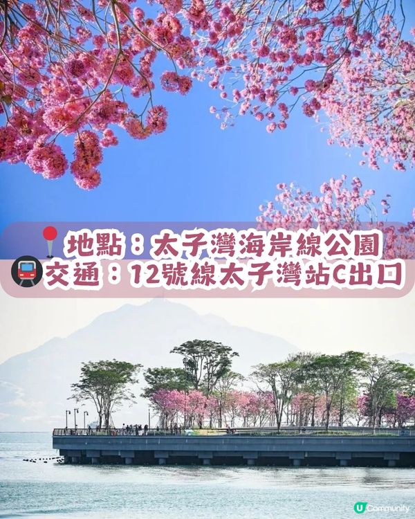 多圖！2026深圳紫花風鈴木6大打卡位🌸地鐵直達、免費入場！