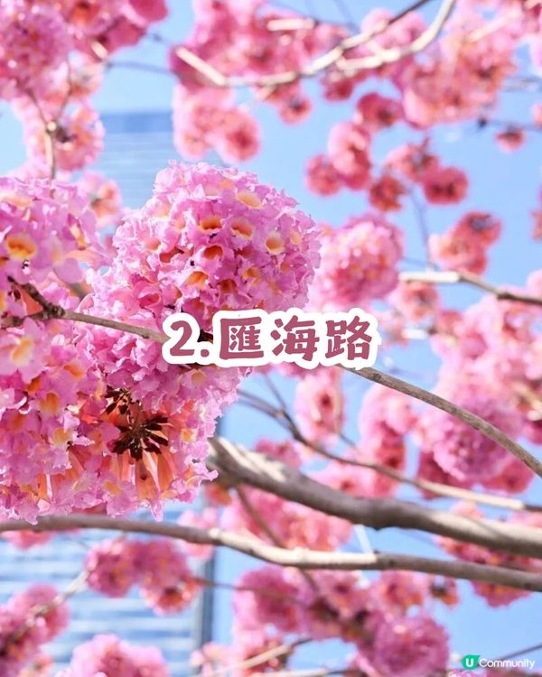 多圖！2026深圳紫花風鈴木6大打卡位🌸地鐵直達、免費入場！