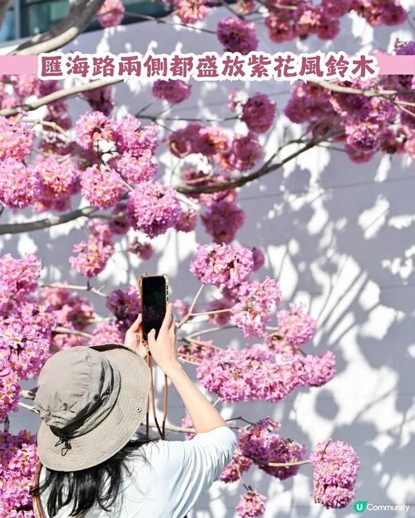 多圖！2026深圳紫花風鈴木6大打卡位🌸地鐵直達、免費入場！
