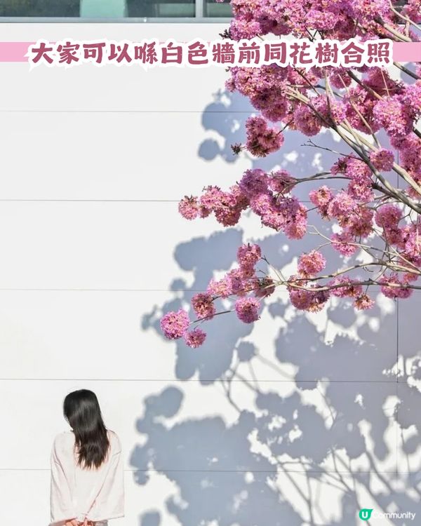 多圖！2026深圳紫花風鈴木6大打卡位🌸地鐵直達、免費入場！