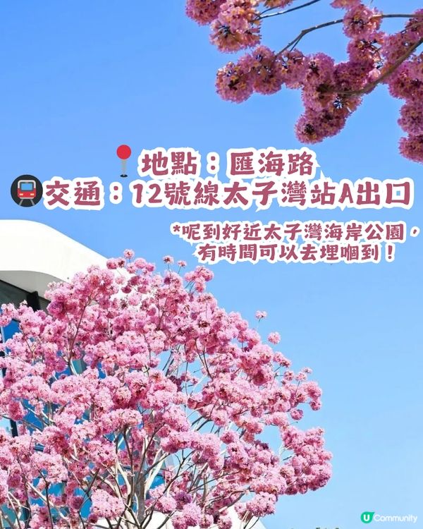 多圖！2026深圳紫花風鈴木6大打卡位🌸地鐵直達、免費入場！