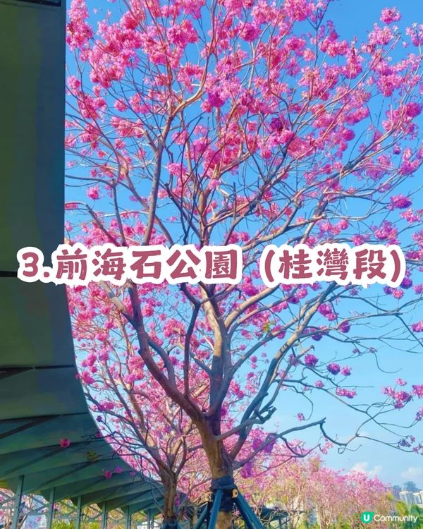 多圖！2026深圳紫花風鈴木6大打卡位🌸地鐵直達、免費入場！