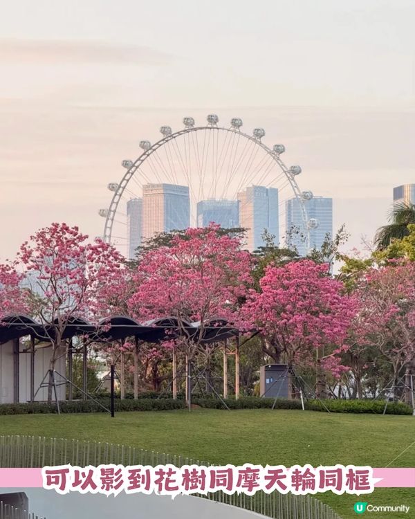 多圖！2026深圳紫花風鈴木6大打卡位🌸地鐵直達、免費入場！